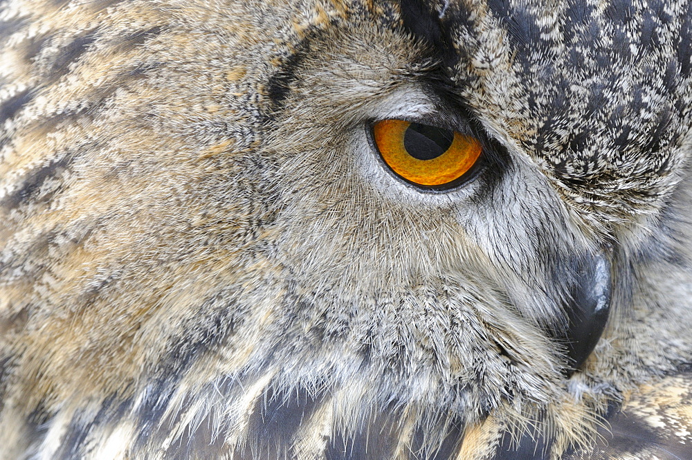 European eagle owl (bubo bubo) close-up of face, abstract image, scotland, captive