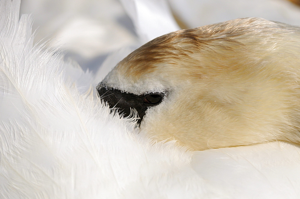 Mute swan (cygnus olor) resting head on its back, close-up view, abbotsbury, uk