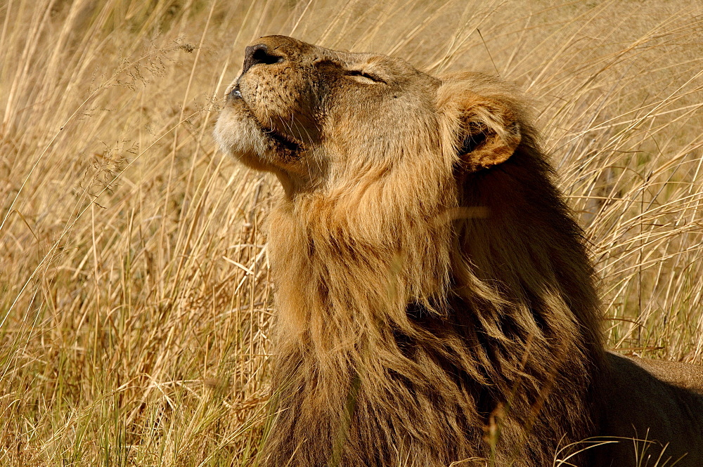 Lion. Panthera leo. Male sniffing the air. Botswana