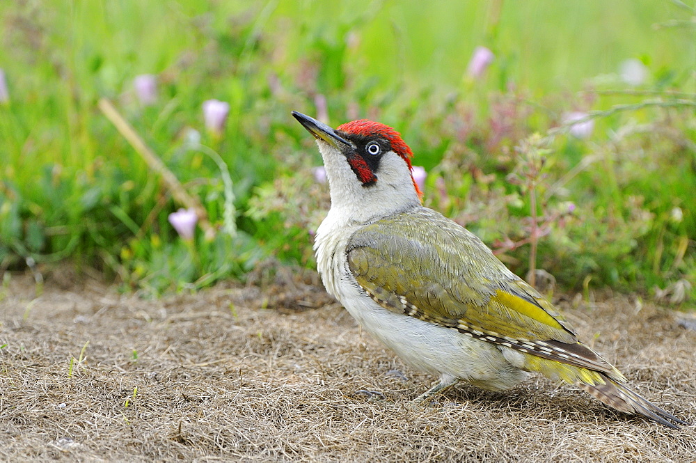 Green Woodpecker (Picus viridis) adult male standing on grassy ground, Oxfordshire, UK