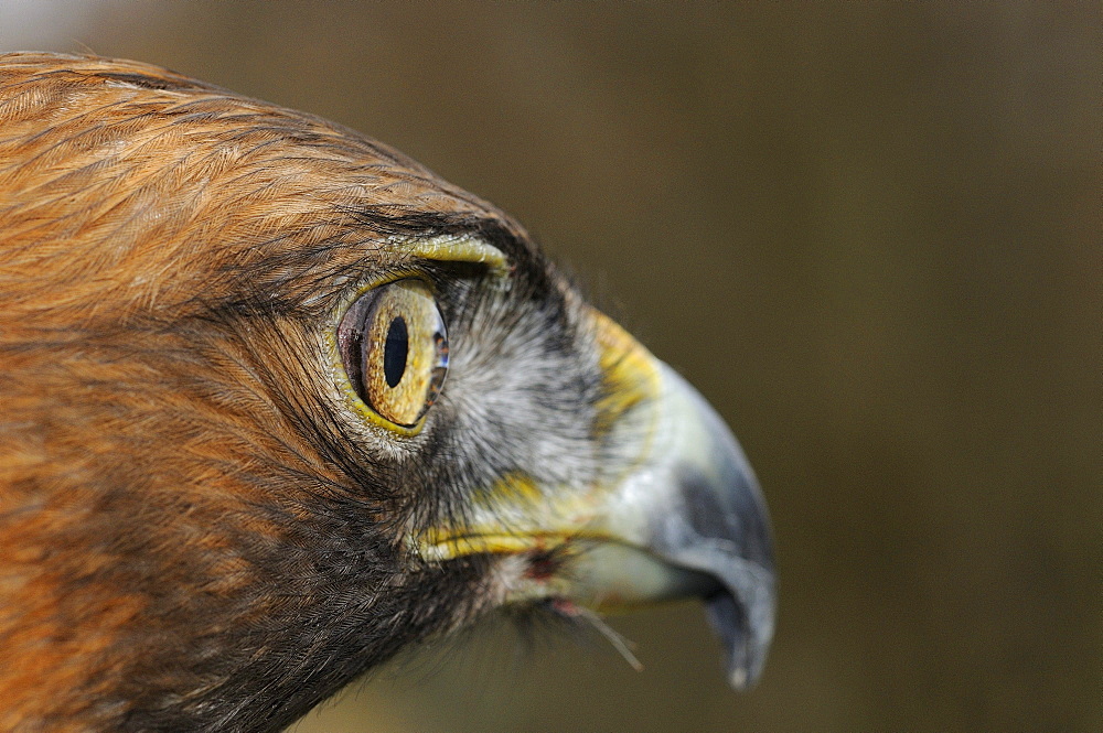 Golden eagle (aquila chrysaetos) close-up of side of head, scotland, captive