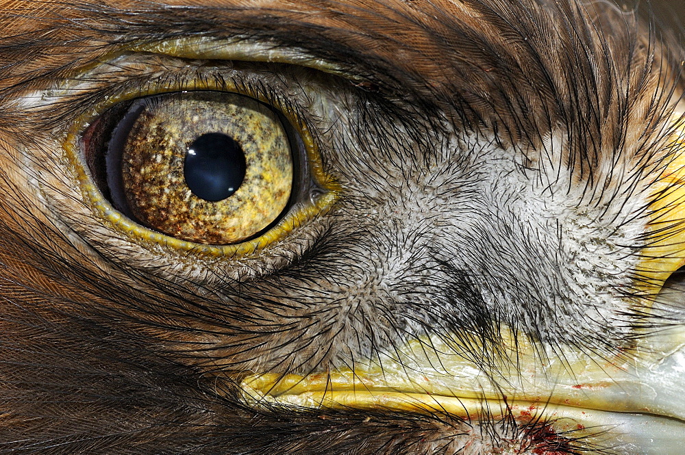 Golden eagle (aquila chrysaetos) close-up of face, scotland, captive