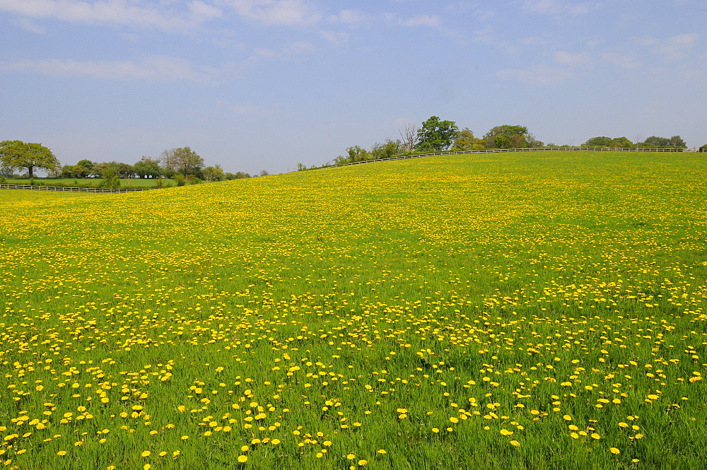 Field of common dandelion flowers (taraxacum officinale) oxfordshire, uk  