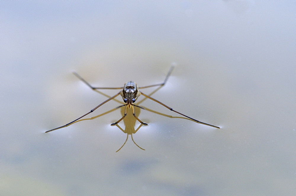 Pond skater (gerris lacustris) resting on water surface, oxfordshire, uk  