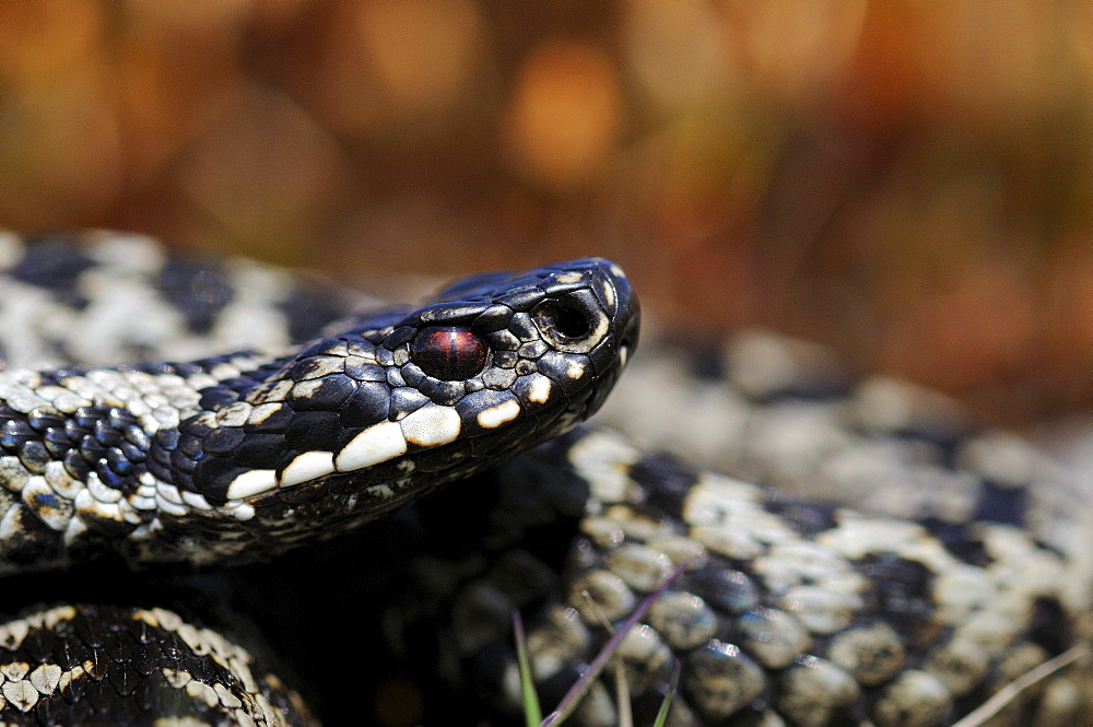 Adder (vipera berus) close-up of head, peak district, uk