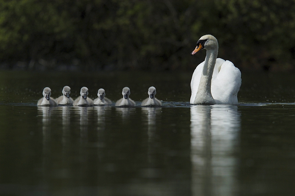 Mute swan (cygnus olor) swimming with cygnets, oxfordshire, uk