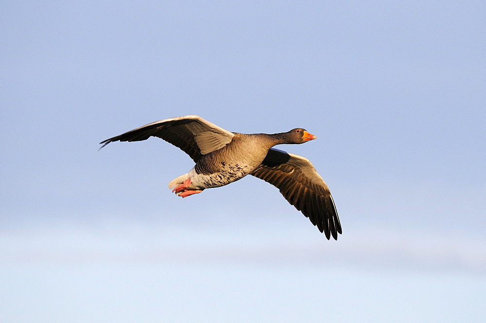 Greylag Goose (Anser anser) in flight, Slimbridge, UK