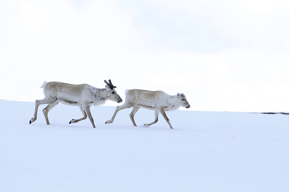 Reindeer (rangifer tarandus) two running together over snow, finland  