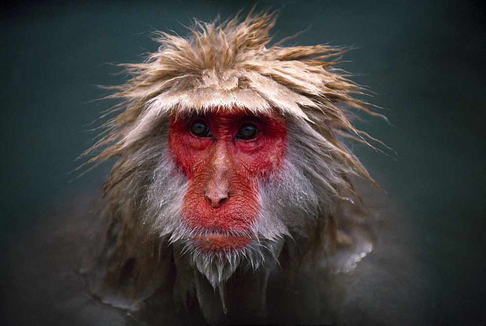 Japanese macaque (macaca fuscata) portrait, nagano, japan.