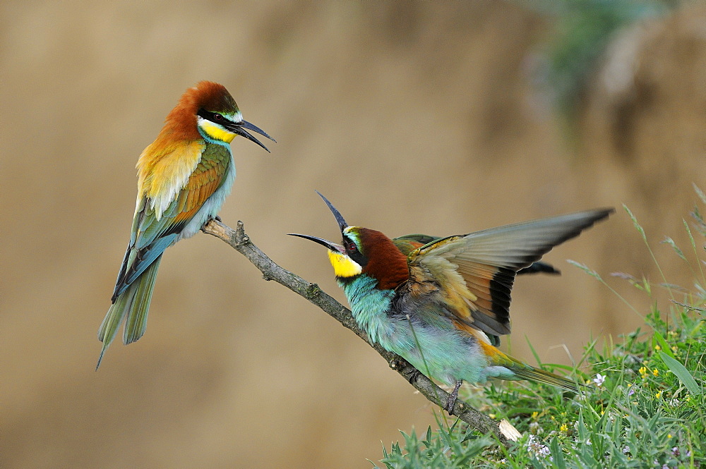 European Bee-eater (Merops apiaster) pair perched on twig squabbling, Bulgaria