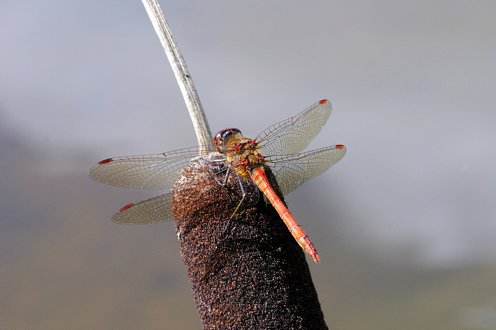 Common Darter Dragonfly (Sympetrum striolatum) male resting on bullrush, Oxfordshire, UK