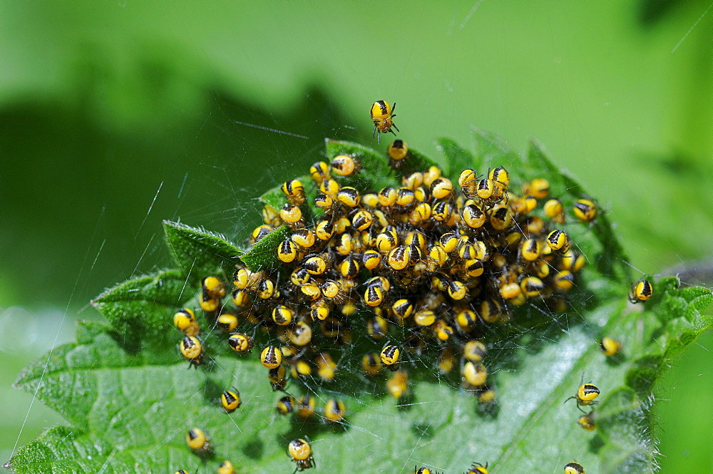 Garden orb spider (araneus diadematus) mass of newly hatched baby spiders, on common nettle plant, kent, uk  