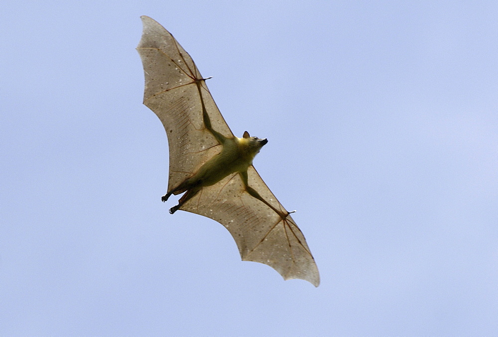 Straw-coloured fruit bat (eidolon helvum) kasanka national park, zambia, in flight