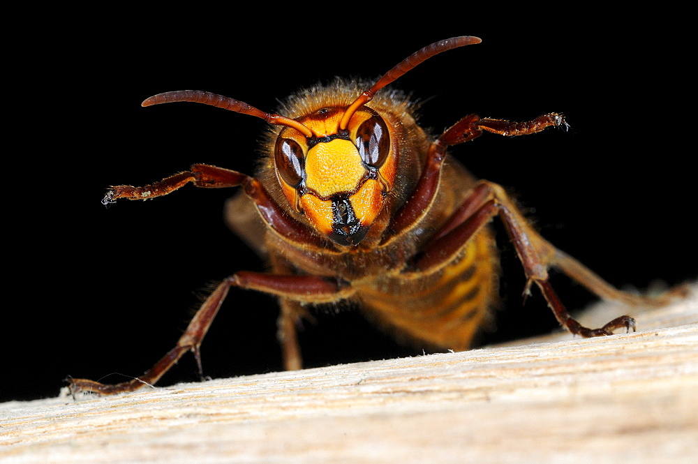 Hornet (vespa crabro ) close-up of queen showing face and jaws, oxfordshire, uk  