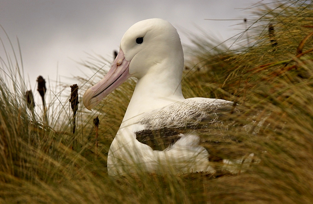 Southern royal albatross (diomedea epomophora) sitting on nest, campbell island, zealand