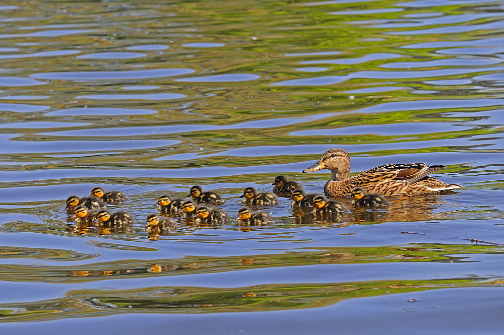 Mallard (anas platyrhynchos) female duck swimming with fifteen chicks, river thames, berkshire  