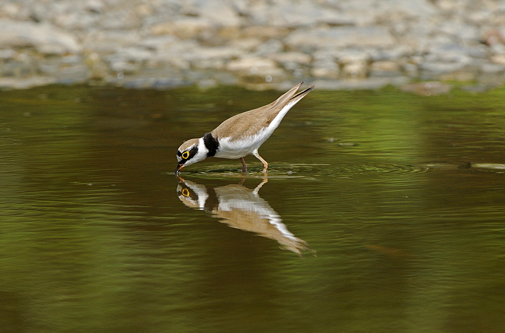 Little Ringed Plover (Charadrius dubius) standing in pool of water drinking, Bulgaria