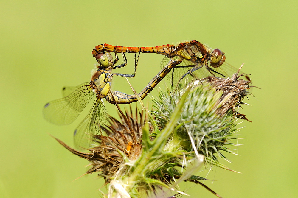 Common darter dragonfly (sympetrum striolatum) pair mating on thistle plant, oxfordshire, uk  