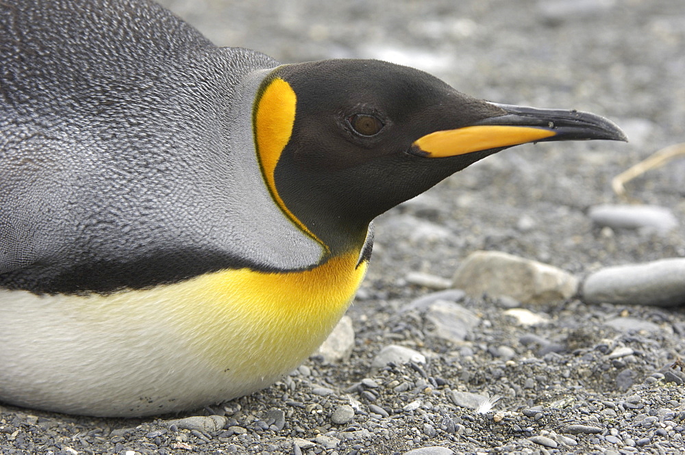 King penguins (aptenodytes patagonicus) right whale bay, south georgia, lying down on rocky ground, close-up