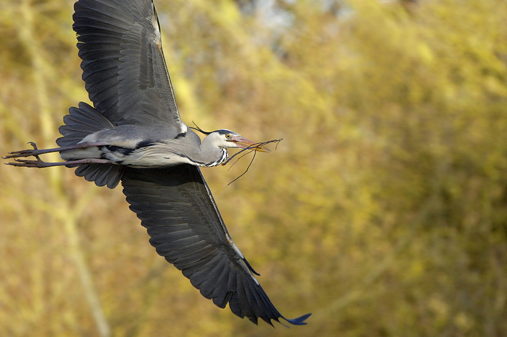 Grey heron (ardea cinerea), hertfordshire, uk, in flight with nesting material