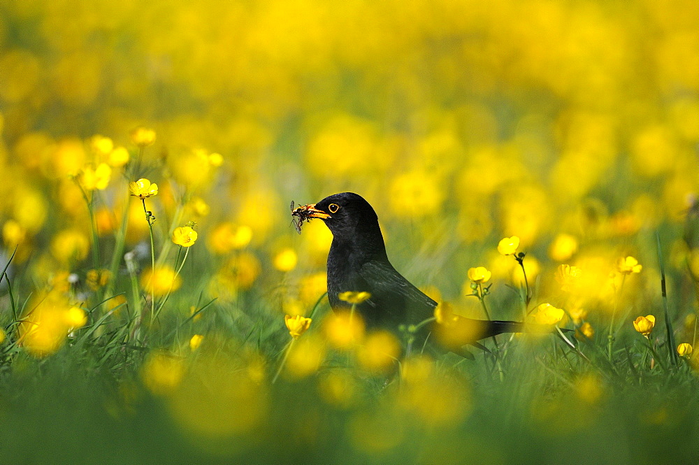 Blackbird (turdus merula) male standing in field of buttercups, with beak full of insects, oxfordshire, uk  