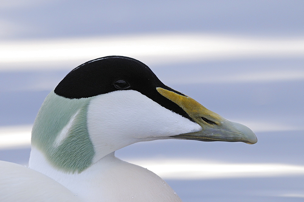 Eider (somateria mollissima) portrait of male, norway  