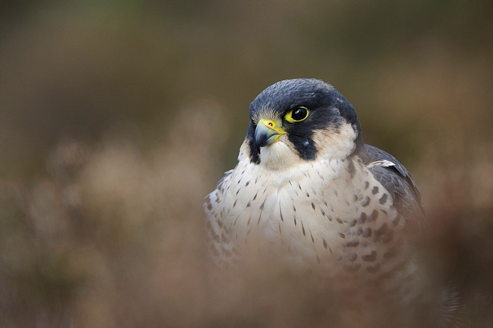 Peregrine falcon (falco peregrinus) sitting in heather, portrait, scotland, captive