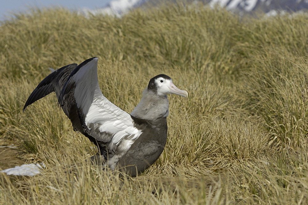 Wandering albatross (diomedea exulans) prion island, south georgia, chick exercising wings