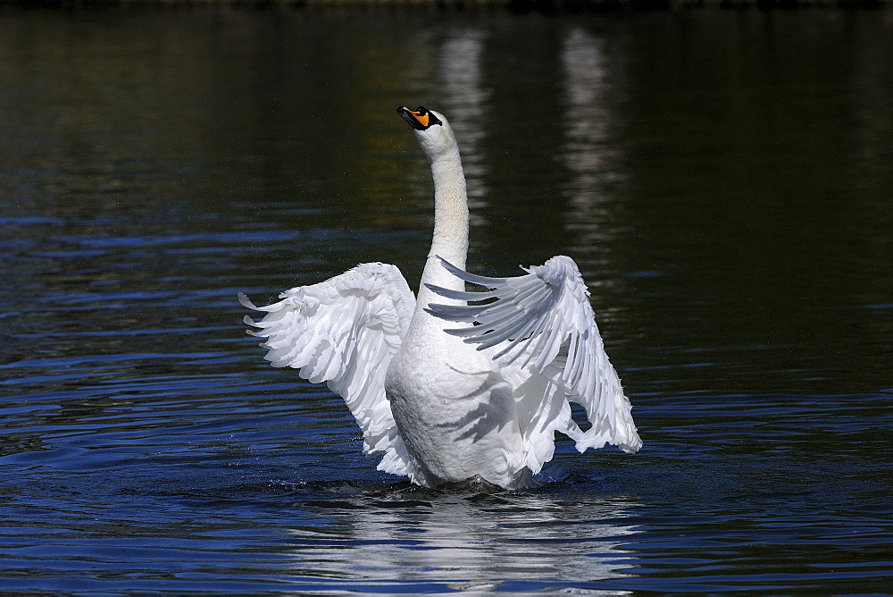 Mute swan (cygnus olor) stretching its wings, berkshire, uk  