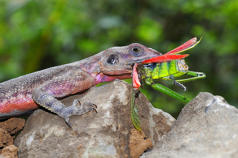 Rock agama (agama agama) male eating grasshopper, masai mara, kenya  