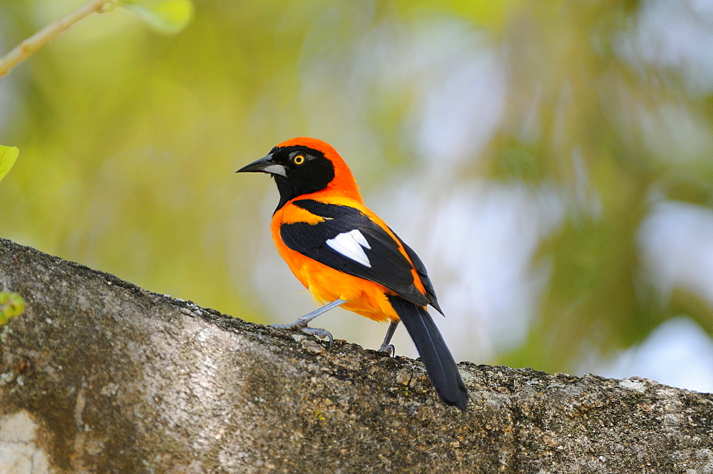 Common troupial oriole (icterus icterus) on branch, pantanal, brazil.