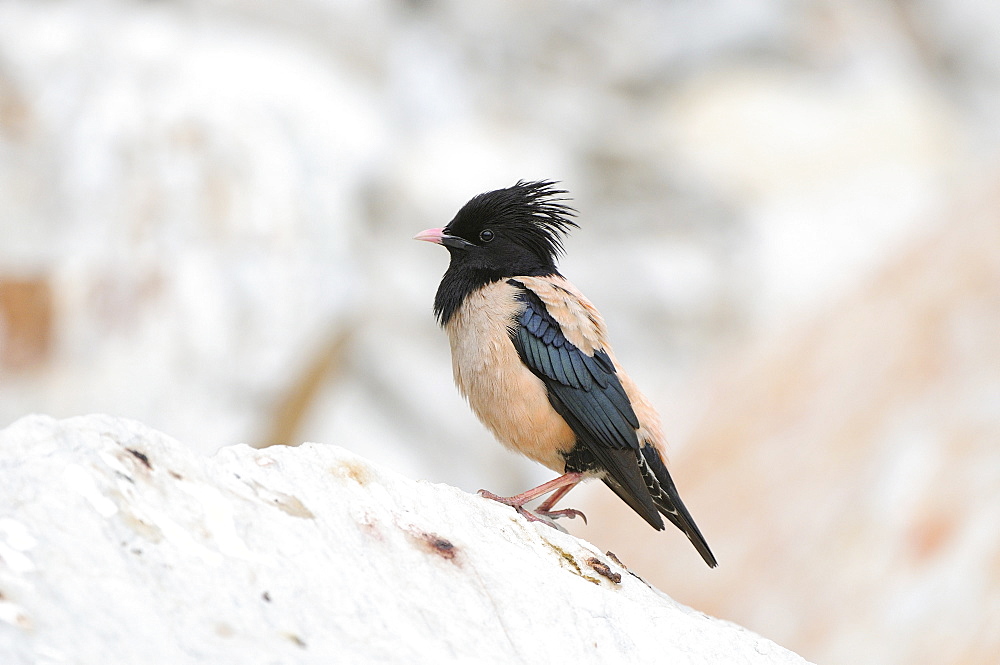 Rose-coloured Starling (Sturnus roseus) perched on rock, Bulgaria