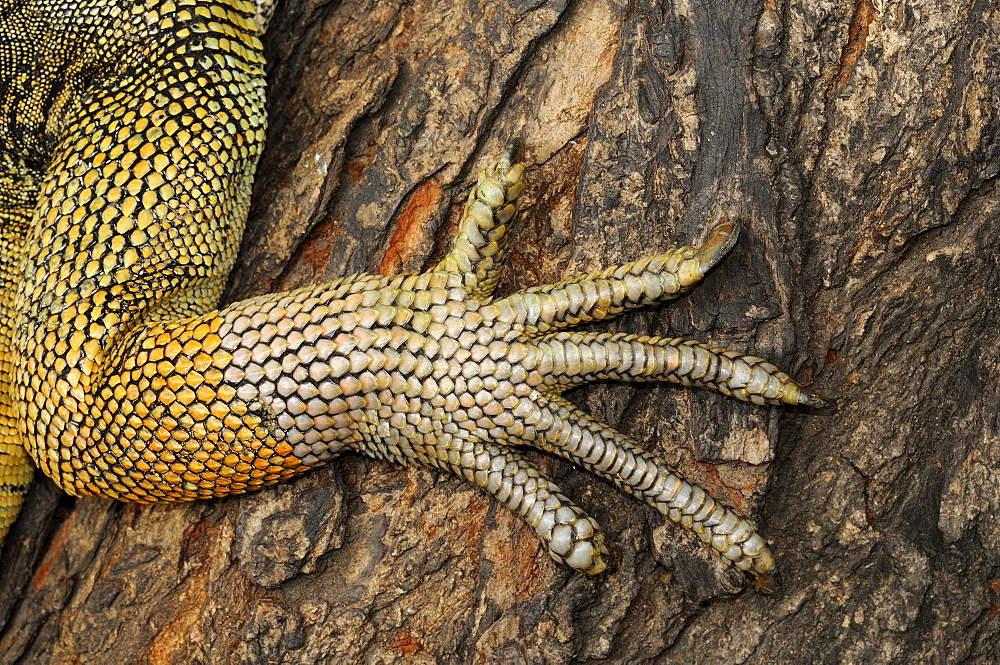 Iguana (iguana iguana) close up of foor showing claws, parque bolivar, guayaquil, ecuador  