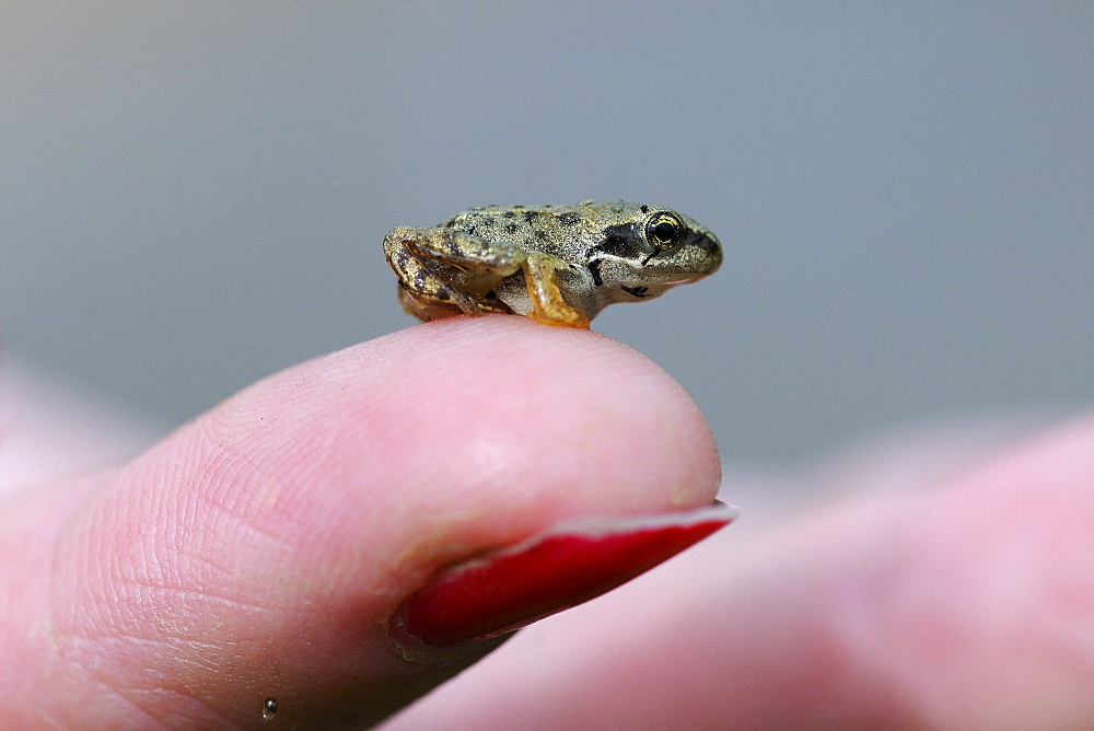 Common Frog (Rana temporaria) small froglet sitting on human finger, Oxfordshire, UK