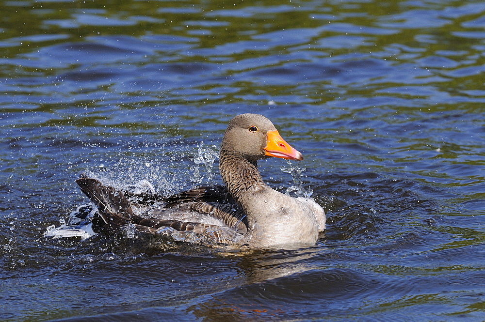 Greylag goose (anser anser) bathing, oxfordshire, uk  