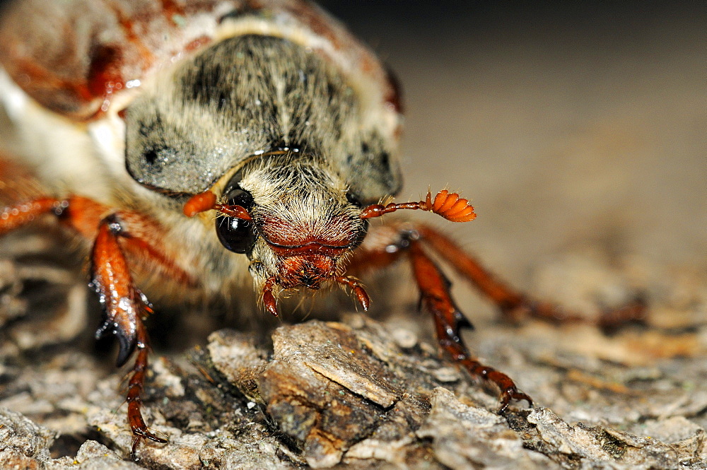 Cockchafer (melolontha melolontha) close-up of head and antennae, oxfordshire, uk