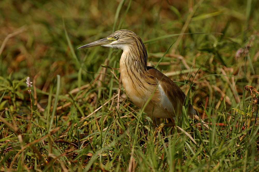 Squacco heron. Ardeola ralloides. Chobe river, botswana