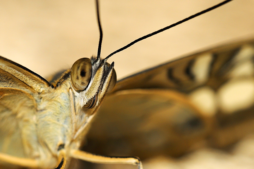 Clipper butterfly (parthenos sylvia) close-up of head, captive, native to south east asia