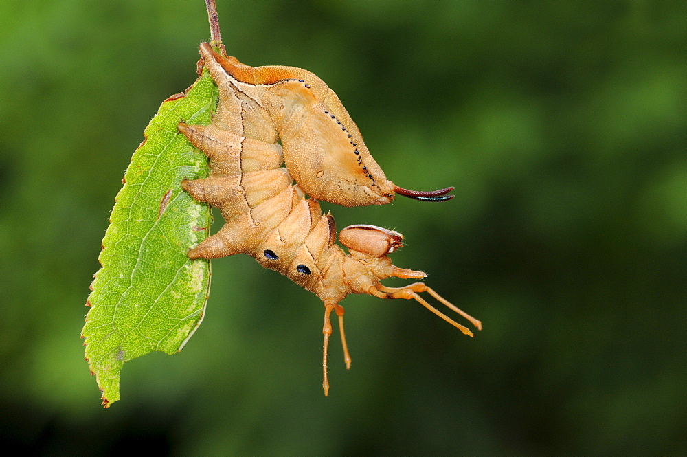 Lobster moth ( stauropus fagi) fully grown larva at rest on blackthorn leaf, oxfordshire, uk  