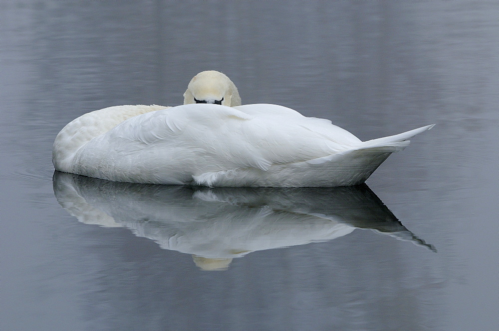 Mute swan (cygnus olor) asleep on the water, oxfordshire, uk  