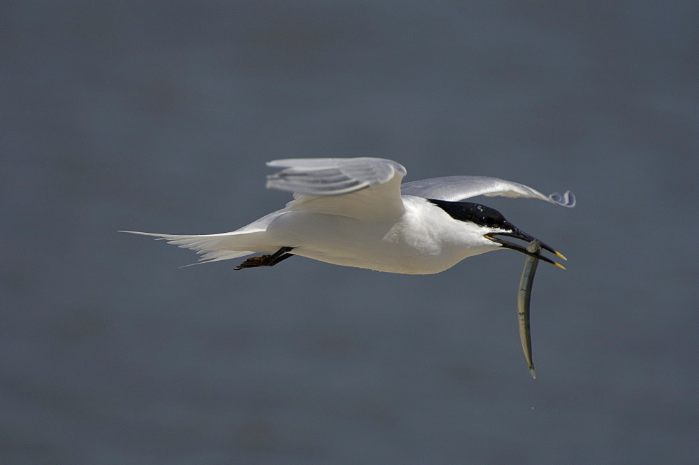 Sandwich tern (sterna sandvicensis), brownsea island, uk, in flight with fish in beak.