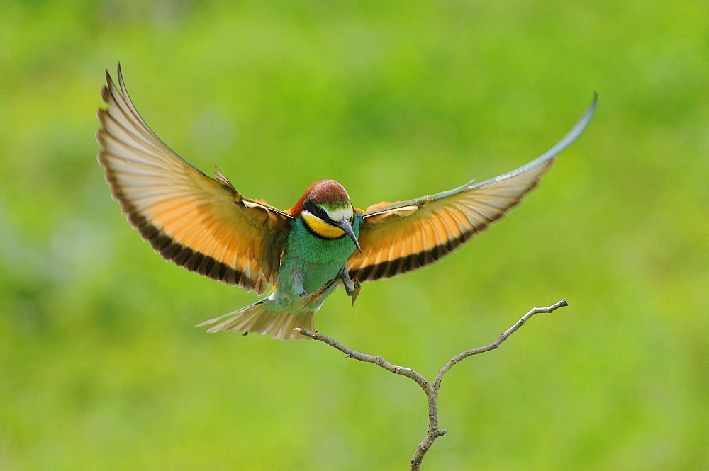 European Bee-eater (Merops apiaster) about to land on twig, Bulgaria