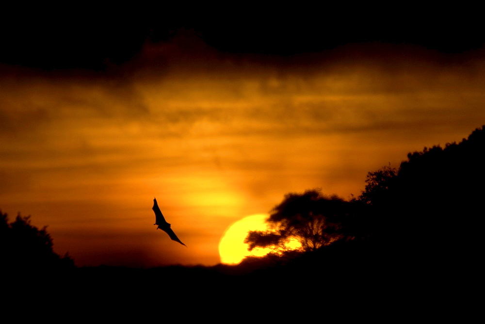 Straw-coloured fruit bat (eidolon helvum) kasanka national park, zambia, in flight at sunrise