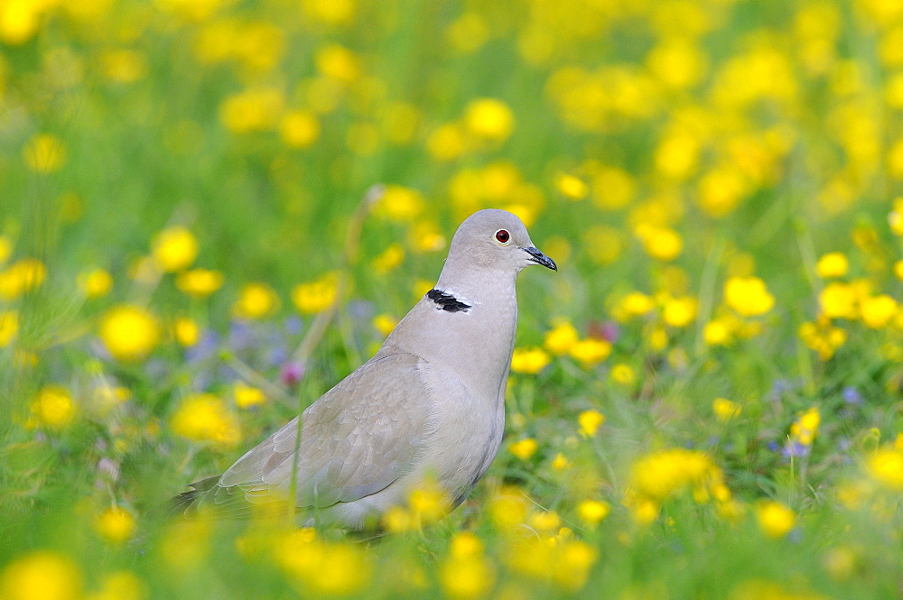 Collared dove (streptopelia decaocto) standing in field of buttercups, calling, oxfordshire, uk  