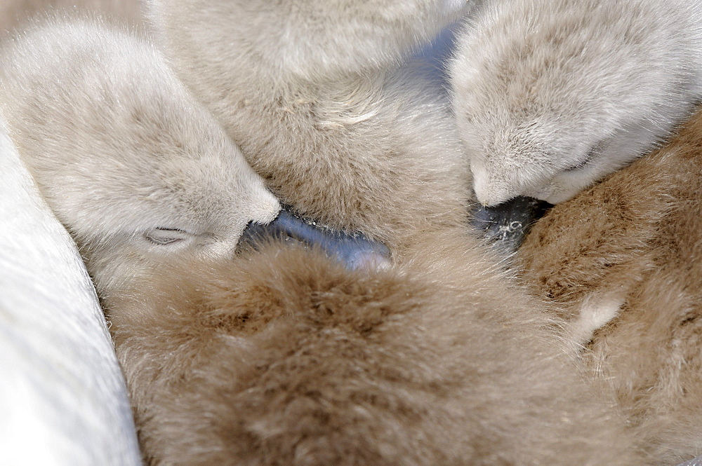 Mute swan (cygnus olor) cygnets asleep on mothers back, abbotsbury, uk