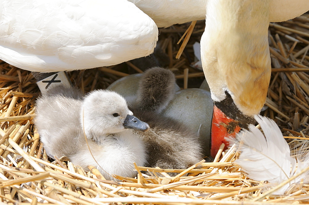 Mute swan (cygnus olor) adult turning eggs on nest, abbotsbury, uk