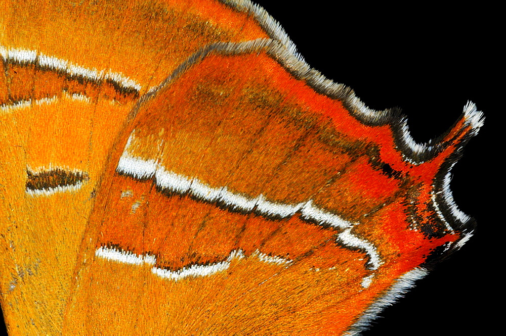 Brown hairstreak butterfly (thecla betulae) close,up of rear wing showing tail, oxfordshire, uk