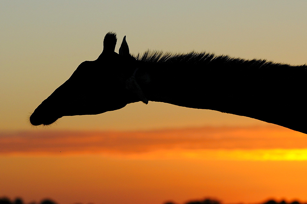 Giraffe (giraffa camelopardalis) silhouette of head and neck at sunrise, eastern cape, south africa