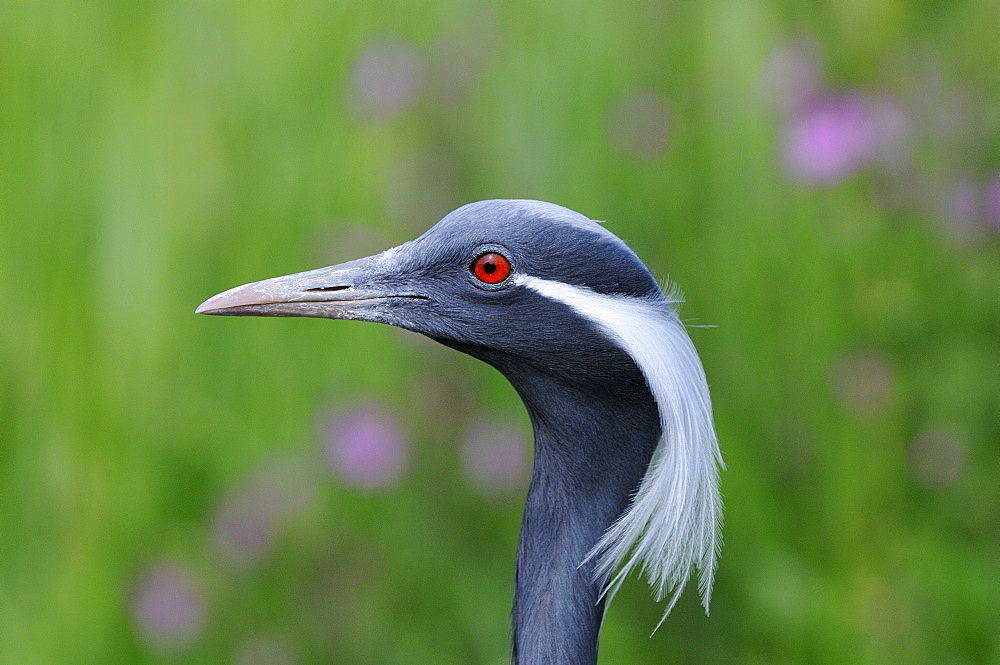 Demoiselle crane (anthropoides virgo) close-up of head, captive, uk  