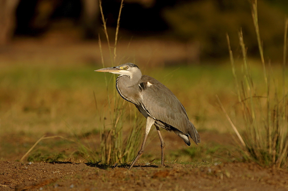 Grey heron. Ardea cinerea. Chobe river, botswana